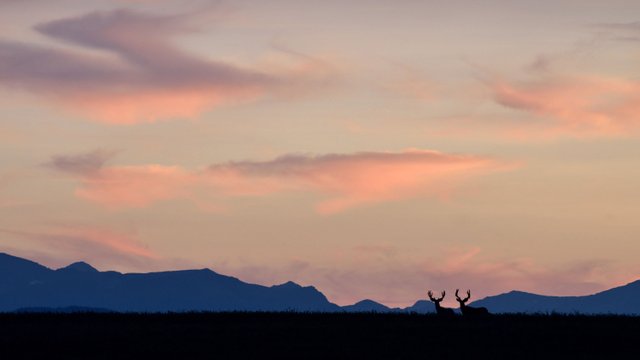 elk-sunset-silouette-alberta.jpg