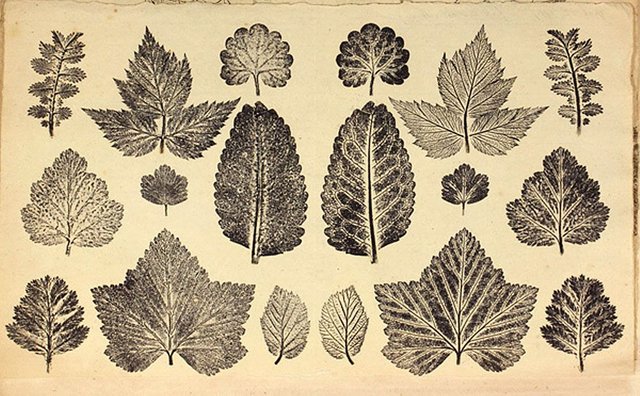 Breintnall - leaf prints vol 2.jpg