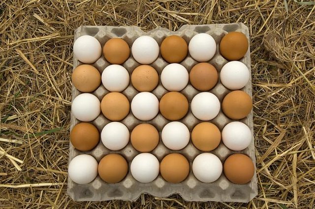 Chicken eggs.jpg