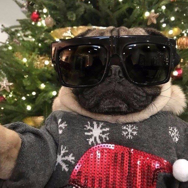 pug.jpg