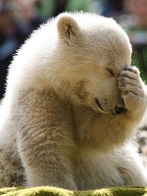 Facepalm-Bear.jpg