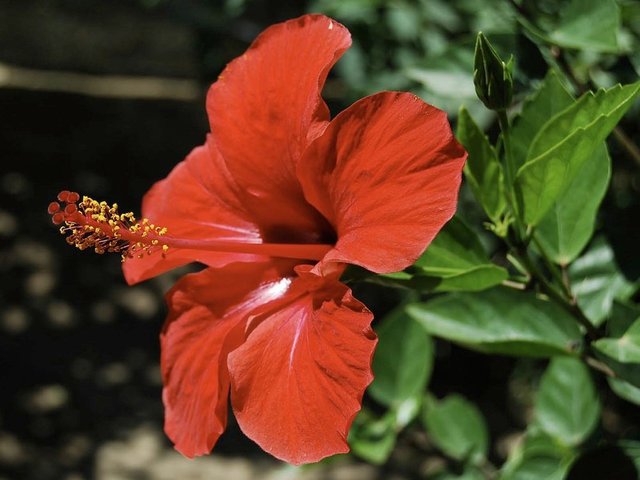 hibiscus-flower.jpg