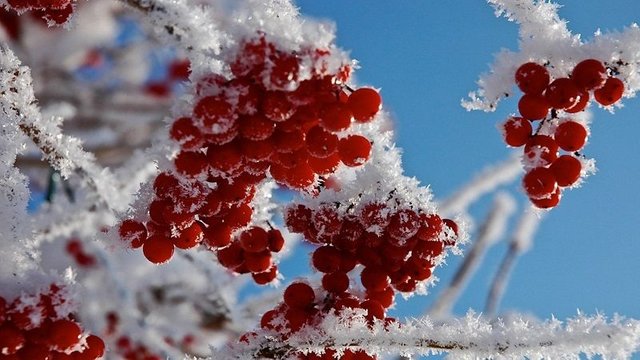 winter_frost_red_berries_snow_twig_branch_macro_1920x1080.jpg