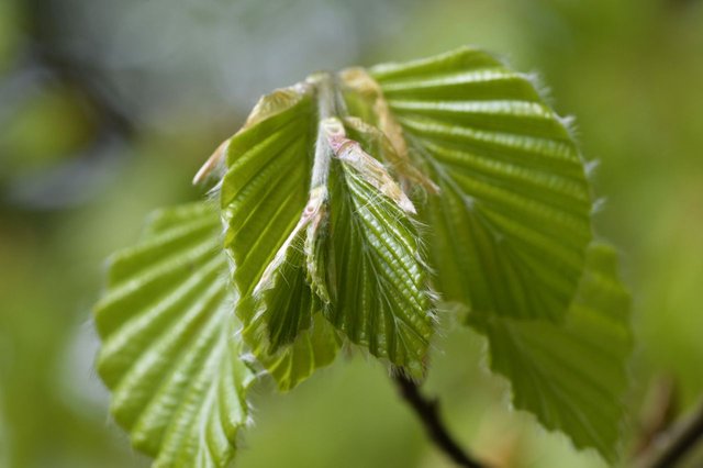 118143595161 - beech leaves open in epping forest at high beech_2.jpg