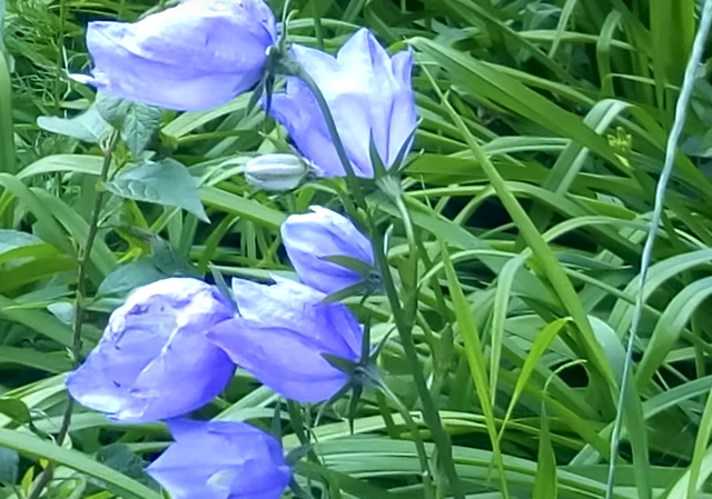 blue flower.png