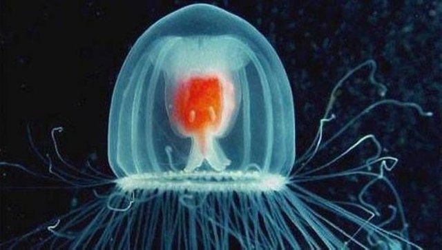 Turritopsis-nutricula-in-water.jpg.653x0_q80_crop-smart.jpg