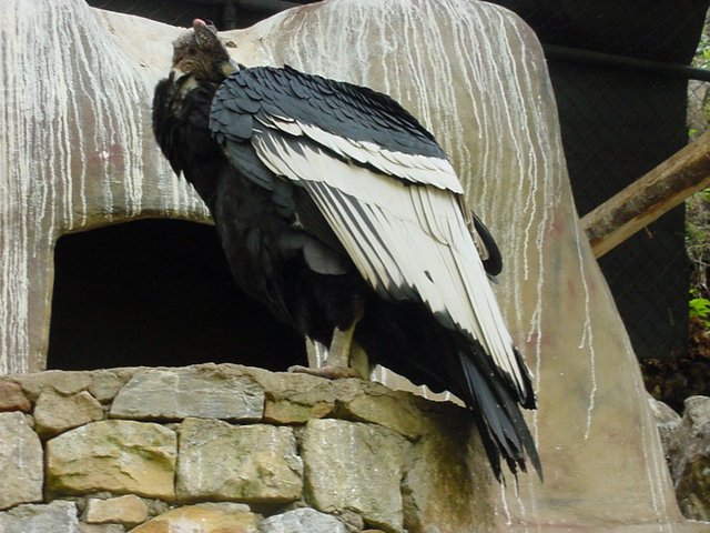 3 Condor andino.jpg
