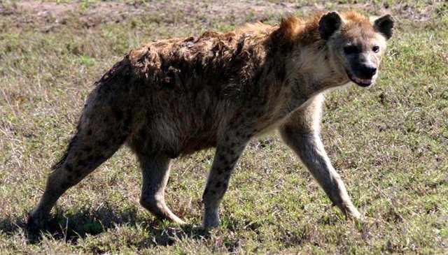 Hyena.jpg