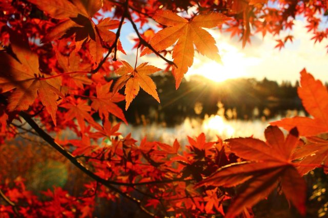 Four Seasons In Japan Autumn Leaves And Sunset日本の四季 紅葉と夕日 Steemit