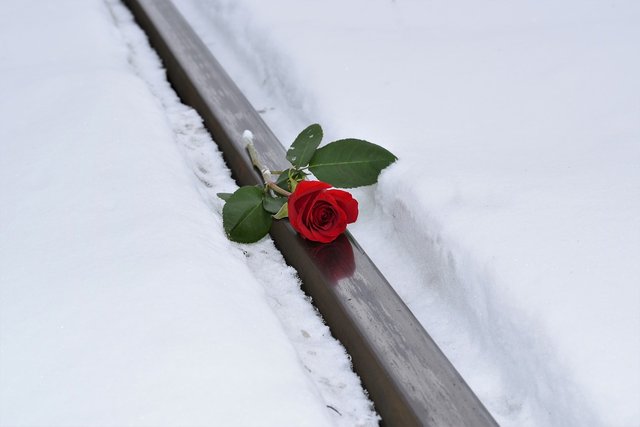 red-rose-in-snow-3179955_1280.jpg