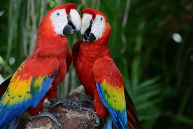 Guacamayas: Aves de Romance — Steemit Guacamayas: Aves de Romance — Steemit