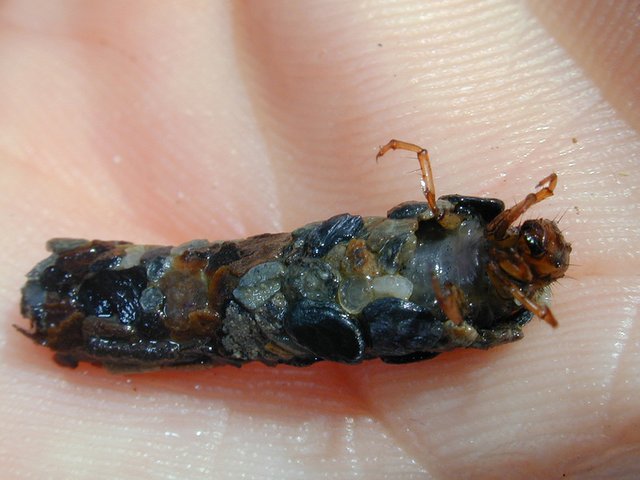 caddisflie_larva_in_case.jpg