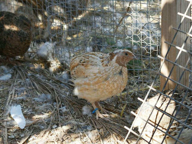 Some Basics On Keeping Japanese Coturnix Quail Steemit