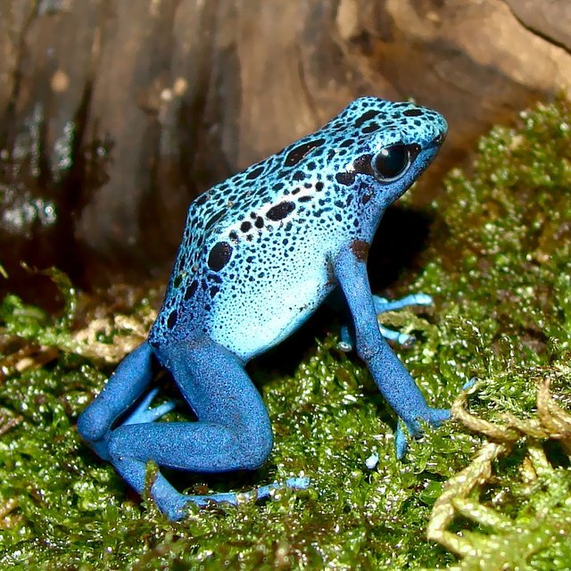 Dendrobates-azureus.jpg