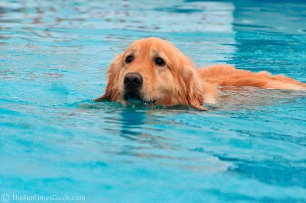 Ejercicio-para-Golden-Retriever.jpg