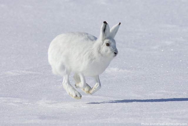 arctic-hare-running.jpg