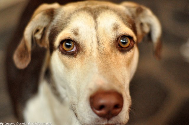 ojos caninos.jpg