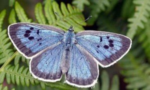 A-large-blue-butterfly-005-300x180.jpg
