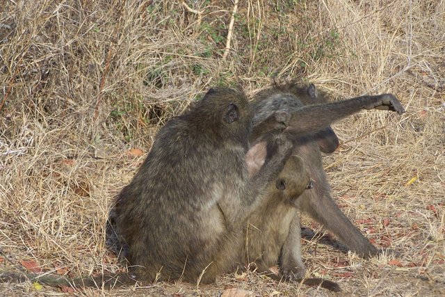 KNP Satara-Lower Sabi 2009 463.JPG