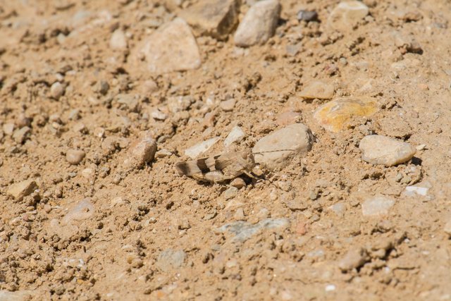 Deserted Israeli grasshopper.jpg