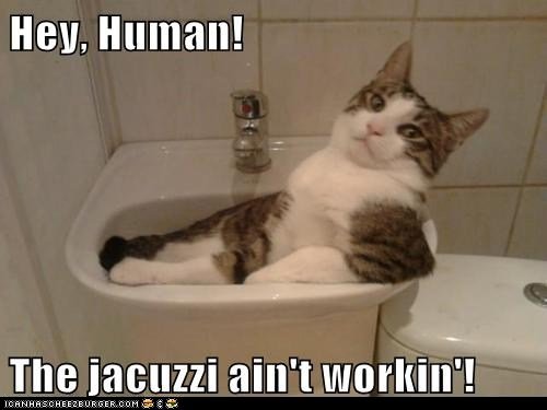 1e671_funny-cat-pictures-lolcats-hey-human.jpg