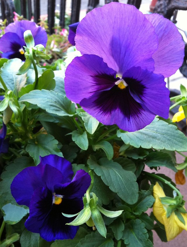 My Beautiful  Pansies 2.jpg