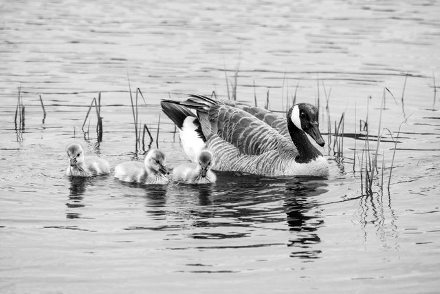 Canadian Goose and Goslings.jpg