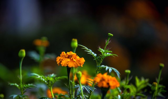 Marigold Flowers.jpg