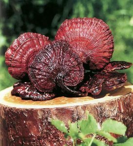 reishi-ganoderma-fungo-273x300.jpg