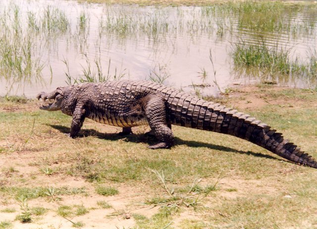 Crocodile.JPG