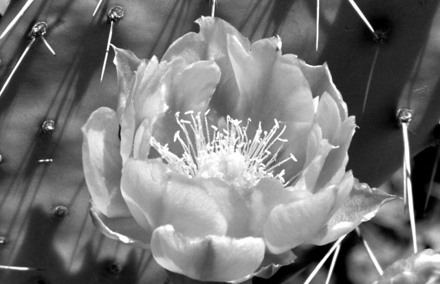 prickly pear 7x11.jpg