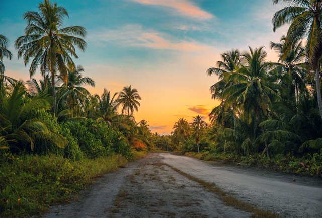 coconut-trees-dawn-daylight-1033729.jpg