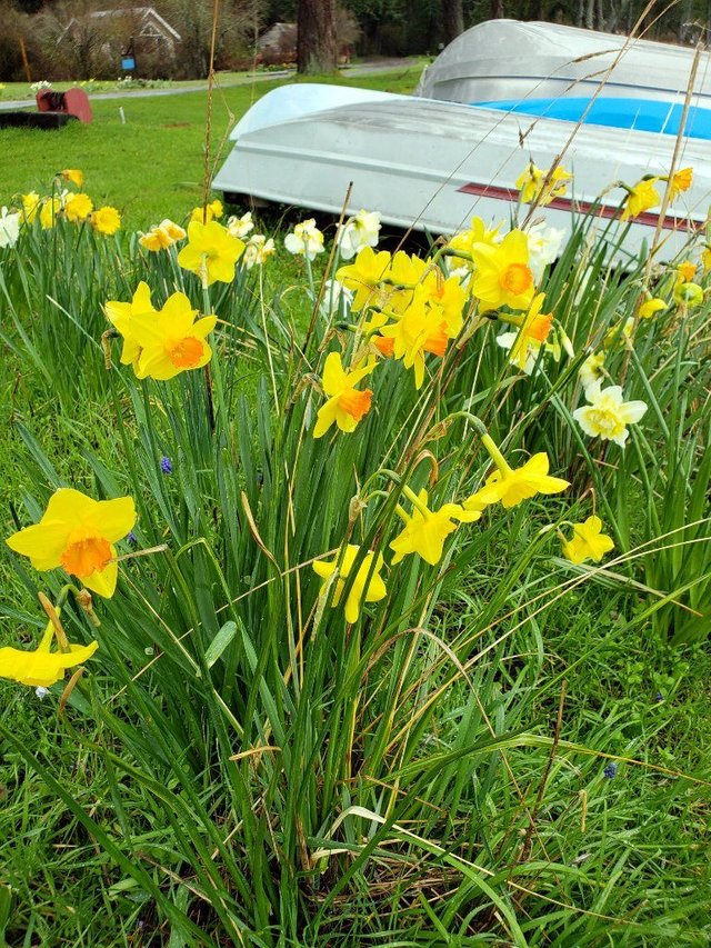 daffodiles.jpg