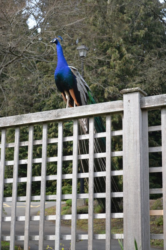 Peacock.jpg