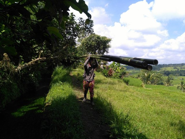 the lady carrying bamboo.jpg