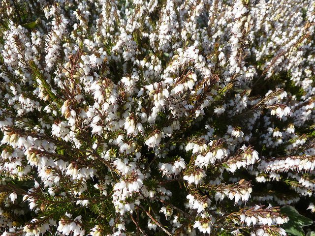 Erica_x_darleyensis_'Silberschmelze'_(Ericaceae)_detail.jpg