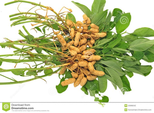 groundnut-plant-20996042.jpg