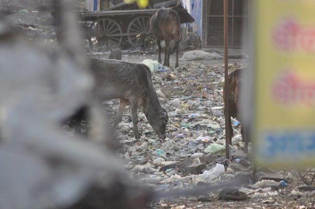 Cow scouring trash in India.jpg