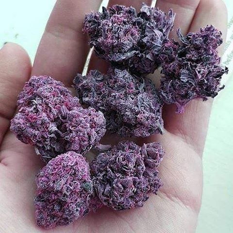 purple buds.jpg