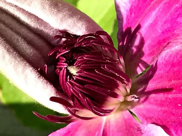 macrophotography flowers sunscape clematis .jpg