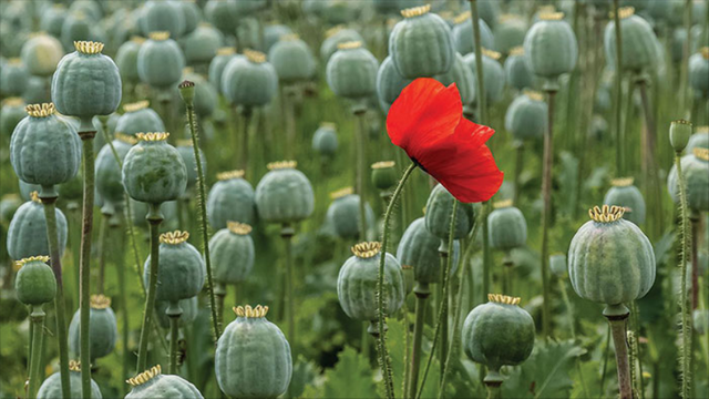 Screenshot-2018-2-20 Tirah people seek alternativeh to poppy crop.png