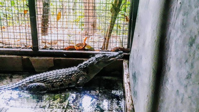 philippine freshwater crocodile 1.jpg