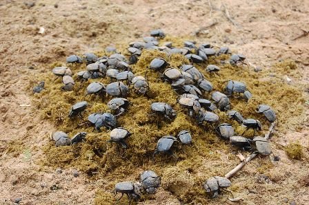 1024px-Namibia-dung-beetle-feast.jpg