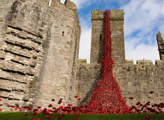 Poppy Display at Caernarfon Castle steve j huggett..jpg