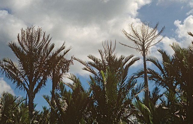 Sago palm.jpg