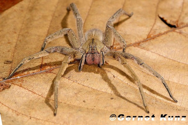 Phoneutria boliviensis _Brazilian Wandering Spider_3_2.jpg