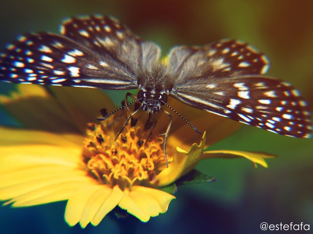 edicion de macro mariposa.jpg