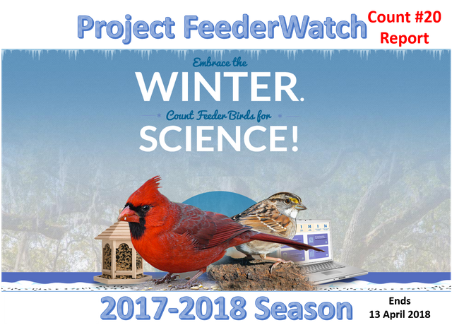 project feederwatch march 2018 image.jpg