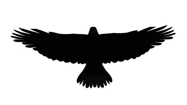 Eagle silhouette.jpg