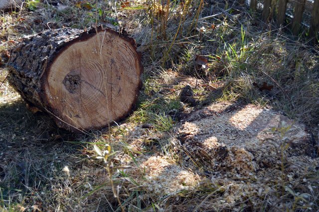 Stump1.jpg
